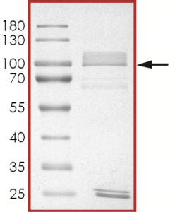 EGFR (d746-750 T790M L858R), Active